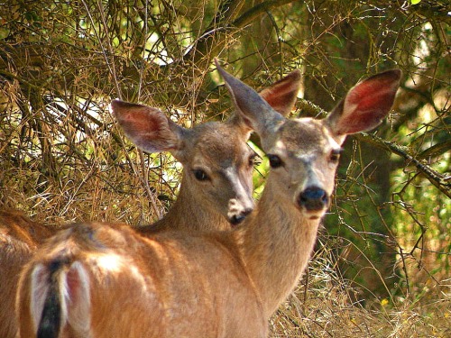Deer at the Effie Yeaw Nature Walk 